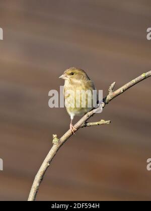 Ein Grünfink (Chloris chloris) saß auf einer Zweigstelle bei St Aidan's, einem RSPB-Reservat in Leeds, West Yorkshire. Stockfoto