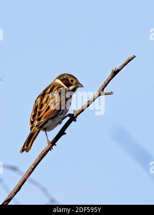 Eine weibliche Stonechat (Saxicola rubicola) saß auf einem Zweig in St Aidan's, einem RSPB-Reservat in Leeds, West Yorkshire. Stockfoto