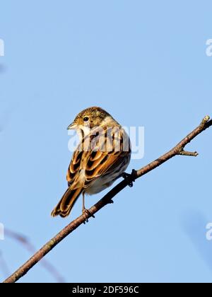 Eine weibliche Stonechat (Saxicola rubicola) saß auf einem Zweig in St Aidan's, einem RSPB-Reservat in Leeds, West Yorkshire. Stockfoto