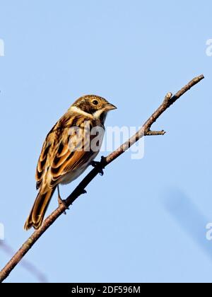 Eine weibliche Stonechat (Saxicola rubicola) saß auf einem Zweig in St Aidan's, einem RSPB-Reservat in Leeds, West Yorkshire. Stockfoto