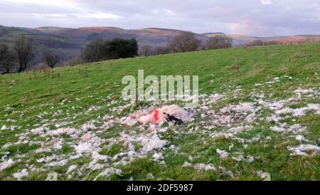 Tot verwüsteten Schafe Kadaver und Schafwolle liegen auf der Boden in einem Feld in der ländlichen Landschaft Wales UK KATHY DEWITT Stockfoto