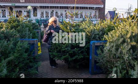 Frau Shopper trägt Gesichtsmaske Wahl einer echten Nordmann Pine Tannenschnitt Weihnachtsbaum aus einem Gartencenter Stockfoto