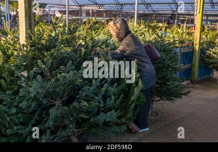 Frau Shopper trägt Gesichtsmaske Wahl einer echten Nordmann Pine Tannenschnitt Weihnachtsbaum aus einem Gartencenter Stockfoto