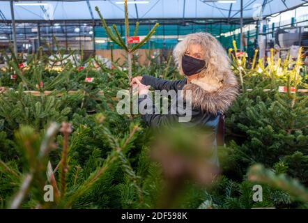 Frau Shopper trägt Gesichtsmaske Wahl einer echten Nordmann Pine Tannenschnitt Weihnachtsbaum aus einem Gartencenter Stockfoto