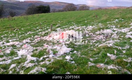 Tote verwüsteten Schafe ewe Kadaver und verstreute Schafwolle liegen Auf dem Boden in einem Feld in der ländlichen Landschaft Wales UK KATHY DEWITT Stockfoto