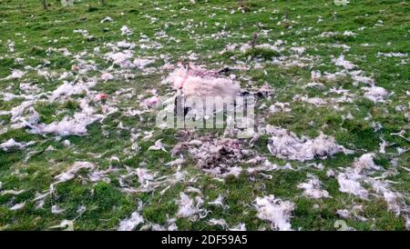 Tote verwüsteten Schafe (durch Fuchs getötet) Korpus und Schafwolle liegen auf dem Boden in einem Feld in einem Feld im November Herbst Wales UK KATHY DEWITT Stockfoto