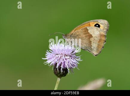 Meadow Brown Butterfly (Maniola jurtina) auf Blume thront, Wales, Juli Stockfoto