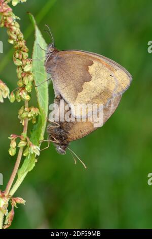Meadow Brown Butterfly (Maniola jurtina) Paarpaarung, männlich und weiblich, Wales, Juni. Stockfoto