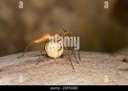 Nursery Web Spider (Pisauridae) Weibchen mit Eiersack, Wales, Juni Stockfoto