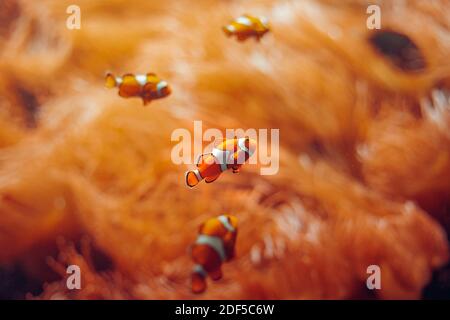 Clownfische. Orangefarbene Fische in Anemonen in der Unterwasserwelt Stockfoto