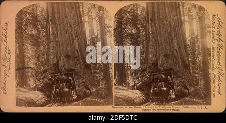 Wawona, als wir durch sie fuhren, Mariposa Grove, California, U. S. A.., Standbild, Stereographien, 1850 - 1930 Stockfoto