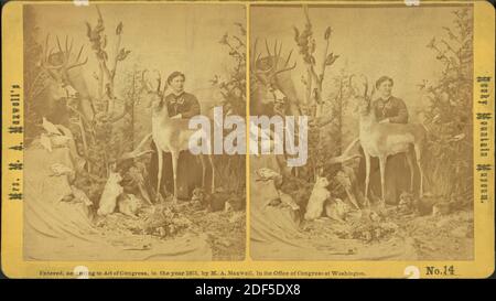 Mrs. M. A. Maxwell und einige der Tiere in ihrem 'Rocky Mountain Museum', Standbild, Stereographien, 1850 - 1930 Stockfoto