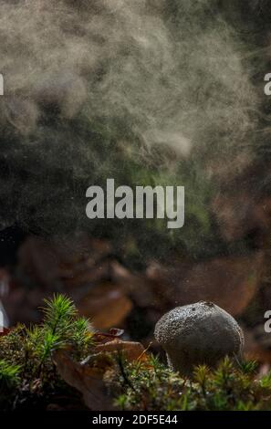 Gewöhnlicher Kugelkopf, Lycoperdon perlatum, produziert Sporen durch Poren, im Herbst. Stockfoto