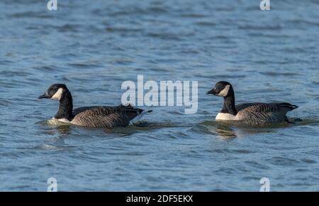 Kanadagans, Branta canadensis, Paar Schwimmen in der Küstenlagune, Dorset. Stockfoto