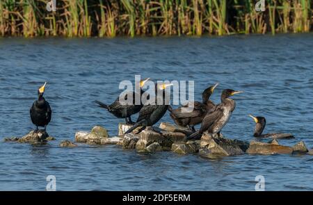 Gruppe von erwachsenen und unreifen Kormoranen, Phalacrocorax carbo, auf Felsen in Küstenlagune thront. Dorset. Stockfoto