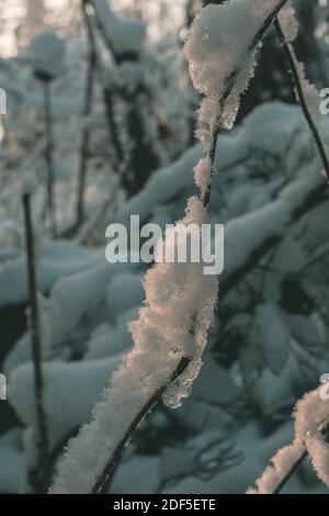 Nahaufnahme von Neuschnee am Ast am Morgen Leicht Stockfoto