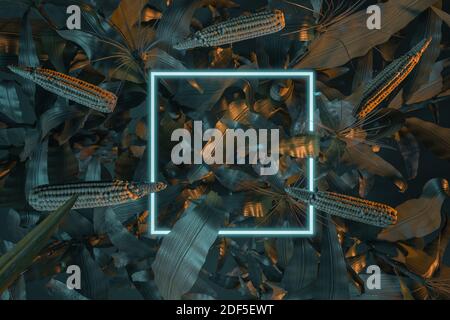 3d-Rendering von hellen Neon-Quadrat von Maispflanzen und Maiskolben bedeckt. Flaches Lay von minimalem Naturstilkonzept Stockfoto