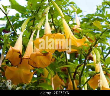 Brugmansia feingold Angels trompetengelbe Blüten im Herbstsonnenlicht, die gerade beginnen, sich zu verschlechtern Santander Cantabria Spanien Stockfoto