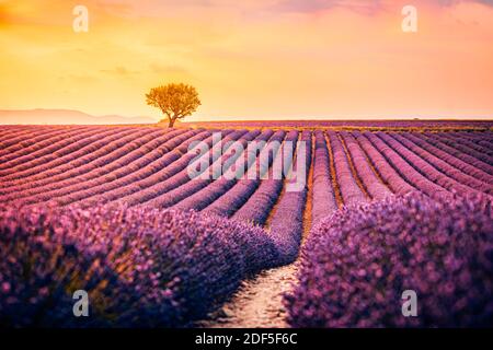Wunderschöne Naturlandschaft, herrliche Sonnenuntergangsszenerie mit blühenden Lavendelblüten. Moody Himmel, Pastellfarben auf hellen Landschaft Blick. Blumenpanorama Stockfoto