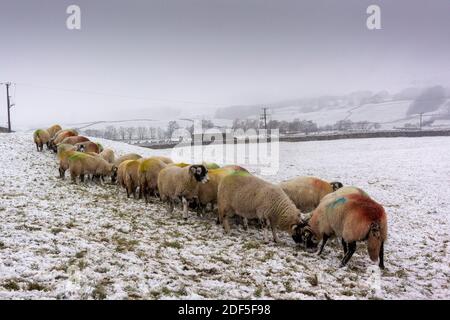 Dezember 2020. Hawes, North Yorkshire - Wetter. Swaledale-Mutterschafe bekommen heute Morgen einen zusätzlichen Bissen Futter, da der erste Schnee des Winters ihre Weide bei Hawes in Wensleydale bedeckte.Quelle: Wayne HUTCHINSON/Alamy Live News Stockfoto