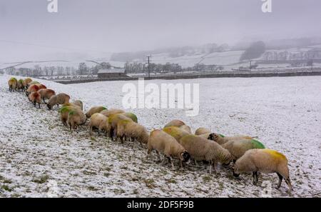 Dezember 2020. Hawes, North Yorkshire - Wetter. Swaledale-Mutterschafe bekommen heute Morgen einen zusätzlichen Bissen Futter, da der erste Schnee des Winters ihre Weide bei Hawes in Wensleydale bedeckte.Quelle: Wayne HUTCHINSON/Alamy Live News Stockfoto