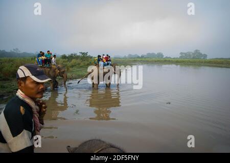 Kaziranga, Assam, Indien auf 14 Nov 2014 - Touristen genießen Elefanten-Safari in den üppigen grünen Wäldern des Kaziranga National Park, Assam, Nordosten, Ind Stockfoto