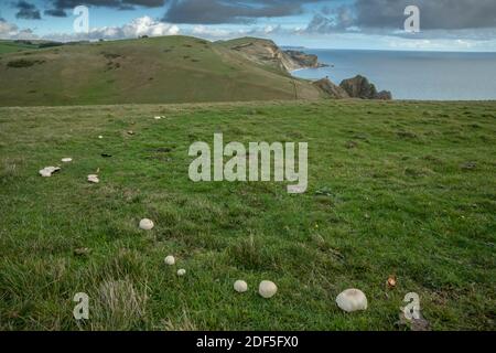 Pferd Pilz, Agaricus arvensis, wächst in einem Ring in Weide oberhalb Lulworth, Dorset. Stockfoto