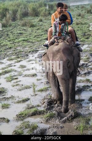 Kaziranga, Assam, Indien auf 14 Nov 2014 - Touristen genießen Elefanten-Safari in den üppigen grünen Wäldern des Kaziranga National Park, Assam, Nordosten, Ind Stockfoto