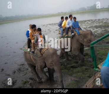 Kaziranga, Assam, Indien auf 14 Nov 2014 - Touristen genießen Elefanten-Safari in den üppigen grünen Wäldern des Kaziranga National Park, Assam, Nordosten, Ind Stockfoto