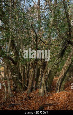 Eichen- und Buchenbäume, die aus einem Stechpalmen in beweideten Wäldern in der Nähe von Lyndhurst Hill, New Forest, heraufkommen. Stockfoto