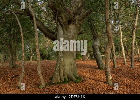 Buche, die aus einem Stechpalmenklumpen im bewaldeten Wald in der Nähe von Lyndhurst Hill, New Forest, kommt. Stockfoto