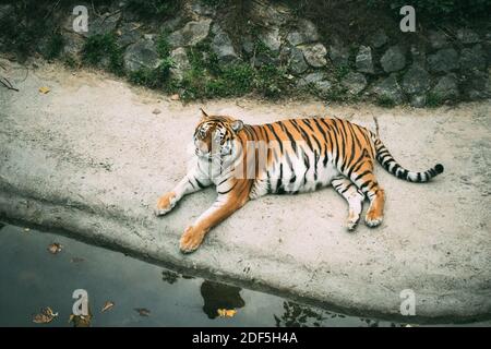 Entspannende schwangere Tigerin. Schöner Bengaltiger liegt am Ufer des Teiches im Zoo. Zoo-Konzept. Getöntes Bild Stockfoto