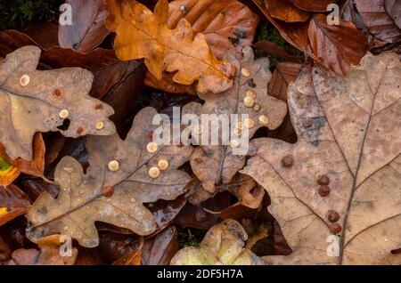 Gewöhnliche Spangle Galls, Neuroterus quercusbaccarum, auf gefallenen verfaulenden Eichenblättern im Herbst. Stockfoto