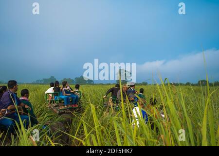 Kaziranga, Assam, Indien auf 14 Nov 2014 - Touristen genießen Elefanten-Safari in den üppigen grünen Wäldern des Kaziranga National Park, Assam, Nordosten, Ind Stockfoto