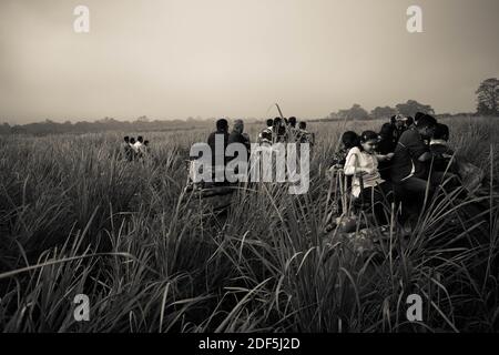 Kaziranga, Assam, Indien auf 14 Nov 2014 - Touristen genießen Elefanten-Safari in den üppigen grünen Wäldern des Kaziranga National Park, Assam, Nordosten, Ind Stockfoto