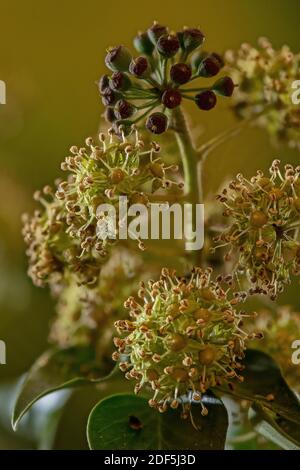 Blüten und Beeren von Efeu, Hedera Helix, im Herbst. Stockfoto