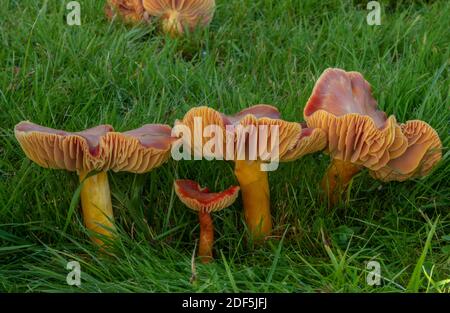 Gruppe von Crimson Waxcap, Hygrocybe punicea, Pilze in mown Grasland, Wimborne Friedhof, Dorset. Stockfoto