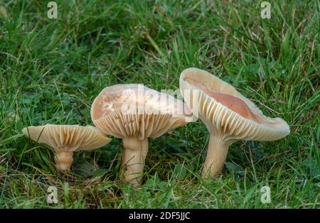 Gruppe von Wiesenwaxcap, Cuphophyllus pratensis, Pilze im gemähten Grasland, Wimborne Friedhof, Dorset. Stockfoto