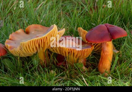 Gruppe von Crimson Waxcap, Hygrocybe punicea, Pilze in mown Grasland, Wimborne Friedhof, Dorset. Stockfoto