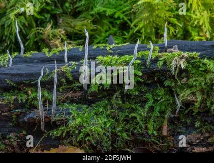 Candlesnuff Pilz, Xylaria hypoxylon, wächst auf alten moosigen Baumstamm im Spätherbst. Stockfoto