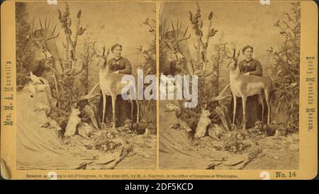 Mrs. M. A. Maxwell und einige der Tiere in ihrem 'Rocky Mountain Museum', Standbild, Stereographien, 1850 - 1930 Stockfoto