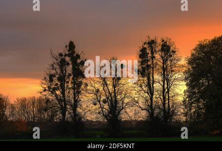 Linden bei Sonnenuntergang, voll von Mistletoe, Viscum Album. Breamore, Hants. Stockfoto