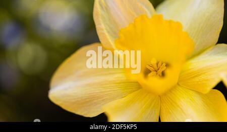 Erstaunliche gelbe Narzissen Blumenfeld in der Morgensonne. Das perfekte Bild für Frühling Hintergrund, Blumenlandschaft. Stockfoto