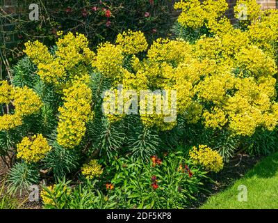 Euphorbia characias subs wulfenii ein Frühling Sommer immergrün blühenden Strauch Pflanze mit einem Frühling Sommer gelbe Blume, Stock Foto Bild Stockfoto