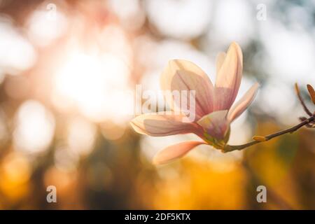 Perfekte Natur Hintergrund für Frühling oder Sommer Hintergrund. Rosa Magnolien Blumen und weichen blauen Himmel als entspannende launische Nahaufnahme. Frühling Blumen Natur Stockfoto