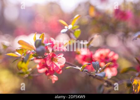 Makrolandschaft mit kleinen rosa Blumen im Frühlingsgarten. Traum Frühling florale Blüten, Bokeh Natur Nahaufnahme Stockfoto