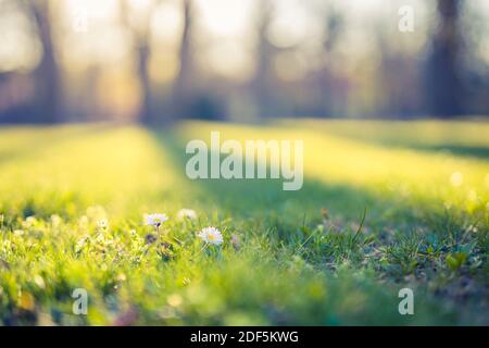Traum Natur Laub, Wiesengras und Gänseblümchen Blumen mit Sonnenuntergang Licht, verschwommen Wald Naturfeld. Entspannende natürliche Umgebung und Kopierraum Stockfoto