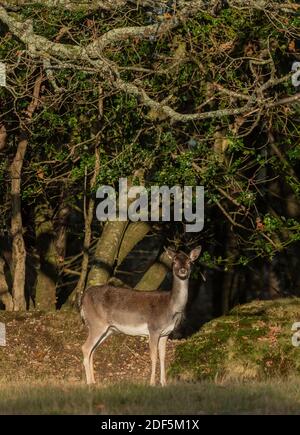 Damhirsche, Dama dama, im Wintermantel, New Forest. Stockfoto