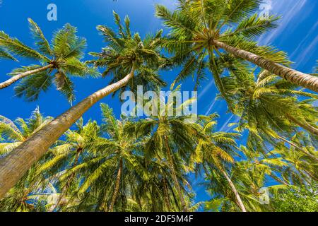 Palmen mit sonnigem tropischem Wetter und blauem Himmel. Hohe Bäume mit grünen Blättern, tropisches Naturmuster, Strandlandschaft, Blick vom Tiefpunkt Stockfoto
