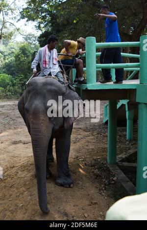 Kaziranga, Assam, Indien auf 14 Nov 2014 - Touristen genießen Elefanten-Safari in den üppigen grünen Wäldern des Kaziranga National Park, Assam, Nordosten, Ind Stockfoto